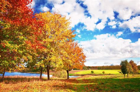 Fall Trees Wallpapers Top Free Fall Trees Backgrounds Wallpaperaccess