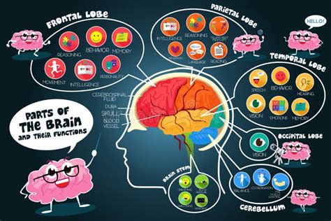 Infographic Parts And Functions Of Brain Stock Vector Illustration Of