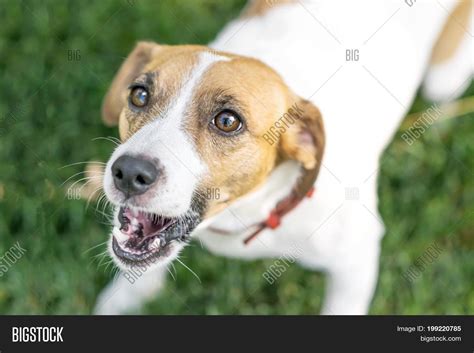 Close Barking Dog Image And Photo Free Trial Bigstock