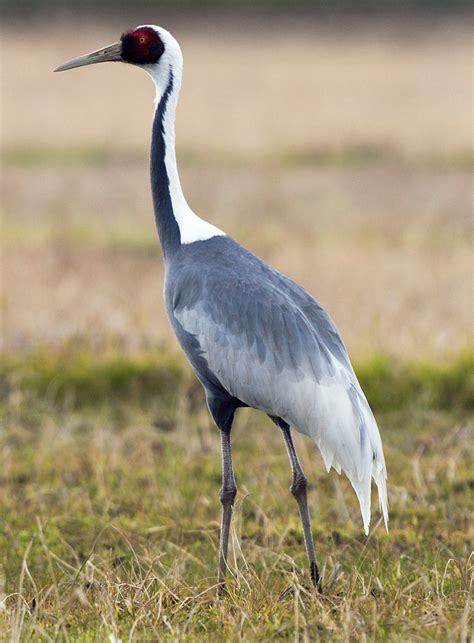6 Fun Facts About Cranes