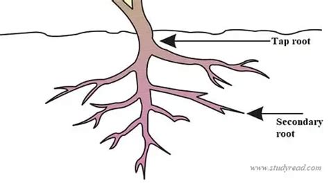 Root System 5 Basic Types With Examples And Pictures