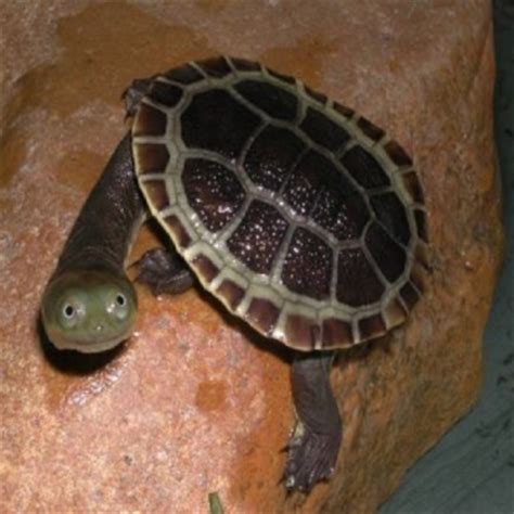 Most live in freshwater, but there are a there are several species that make good pets for, both for beginners and more advanced keepers, and these turtles are generally inexpensive. Buy pet turtles from our specialist baby turtle store ...