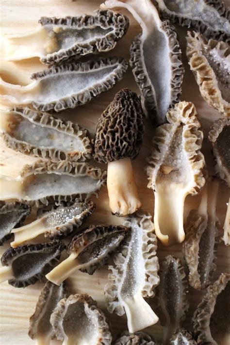 13 Edible Wild Mushrooms For Beginners Artofit