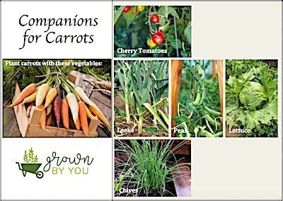 Peruvian ground cherry is an incredible plant with so many uses! Carrot Companions? in 2020 | Cherry tomato plant ...