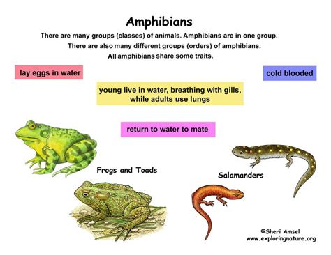 Amphibious Adaptations Overall Science
