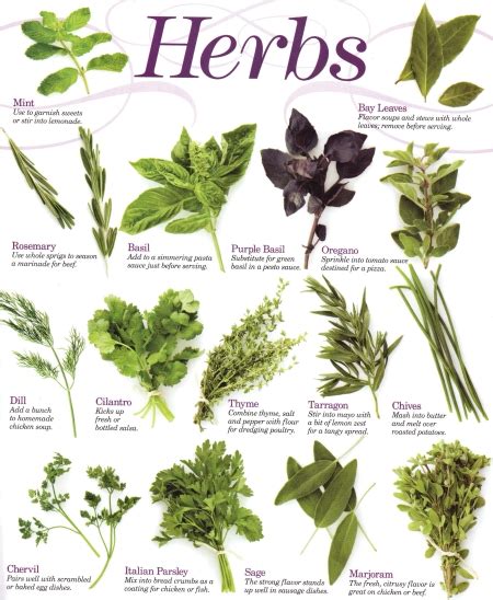 Growing Herbs Gardening Australia Guide