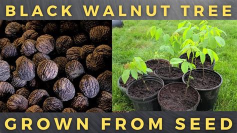 How To Grow Black Walnut Tree From Seed Youtube