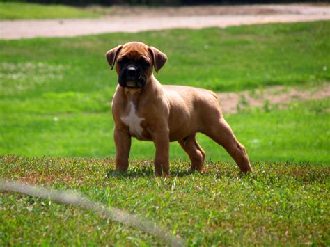 Fawn Boxer Puppy Wallpaper 2 My Doggy Rocks
