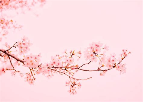 Free Download Cherry Blossom Wallpapers On 1920x1080 For Your