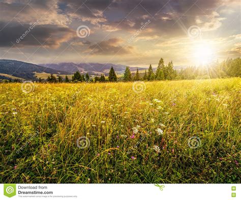 Large Meadow With Herbs Trees In Mountain Area At Sunset Stock Photo