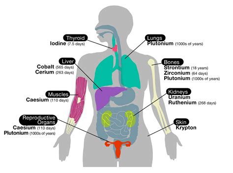 Human Body Diagrams Diagrams