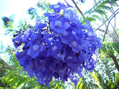 Jacaranda Cuspidifolia Blue Rare Flowering Trumpet Tree Flamboyan Seed