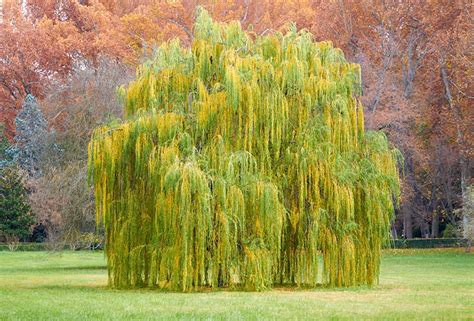 9 different types of willow trees pictures and facts green and vibrant