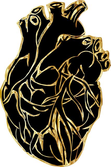 Corazón Organo Línea Arte Gráficos Vectoriales Gratis En Pixabay