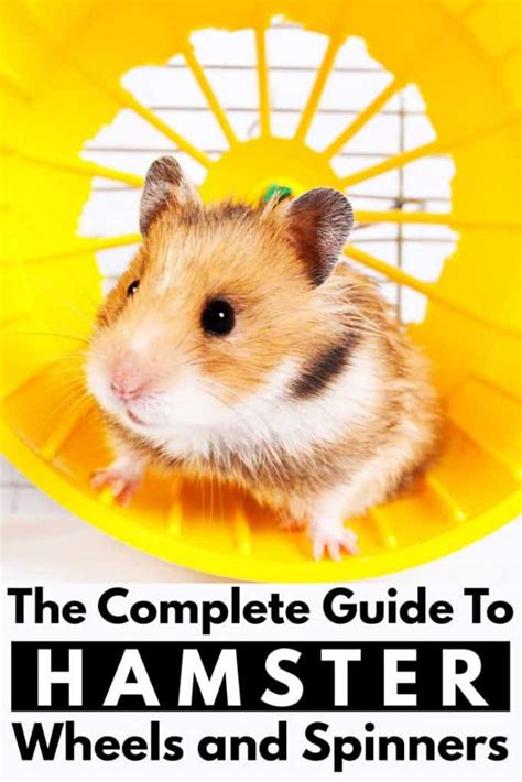 The Complete Guide To Hamster Wheels And Spinners