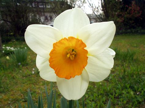 Få et 15.000 reserve vertical video. File:White flower with yellow center.jpg - Wikimedia Commons
