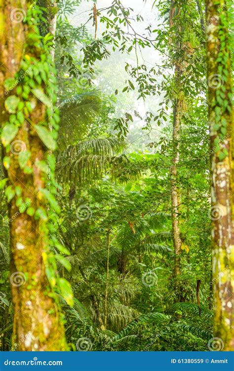 Dense Vegetation In The Daintree Rainforest Stock Photography