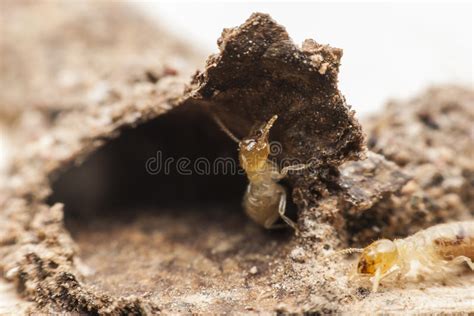 Swarming Termites Stock Image Image Of Termites Insect 5379061