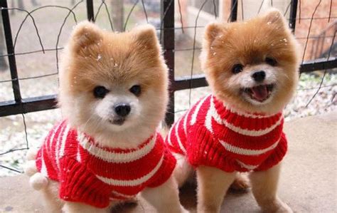 Christmas Puppies Nice Things