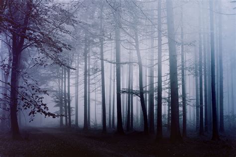 Fog Forest Morning 4k Hd Nature 4k Wallpapers Images