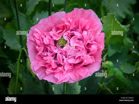 Giant Double Pink Poppy Flower Papaver Laciniata Stock Photo Alamy