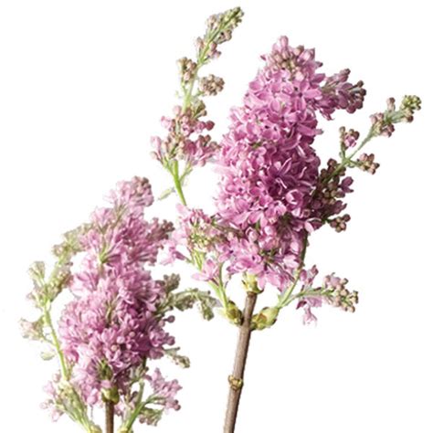 Growing cut flowers in ontario. Lilac (Syringa species) | Pick Ontario