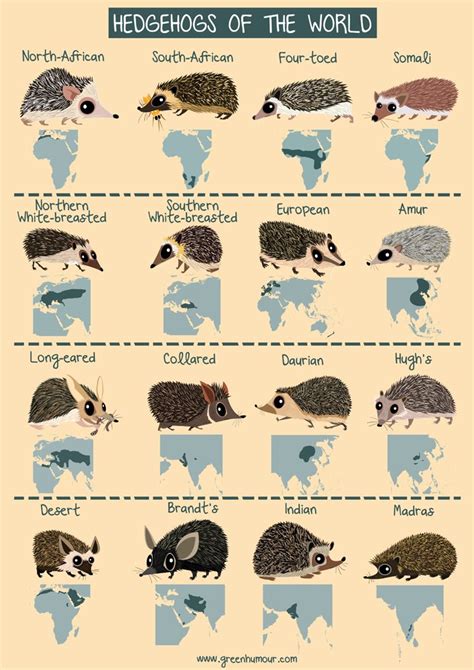 Rohan Chakravarty On Twitter Hedgehogs Of The World From My Column