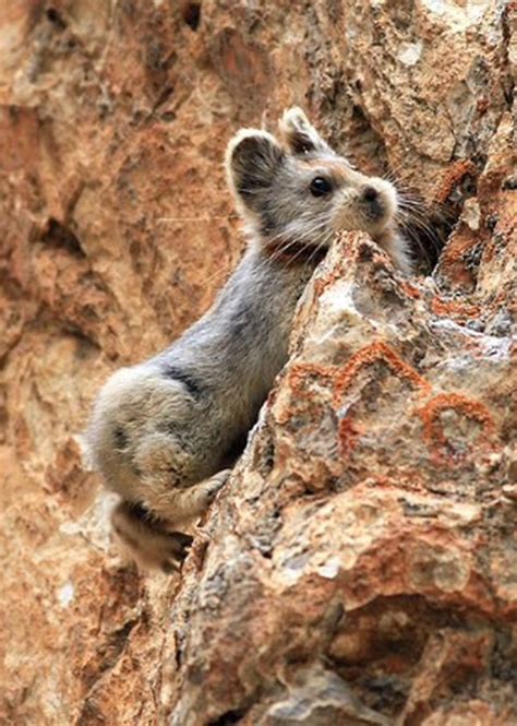A Small Animal Climbing Up The Side Of A Rock