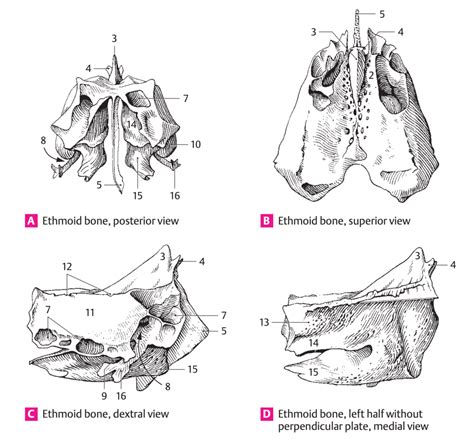 Os Ethoidale Ethmoid Bone Diagram Quizlet
