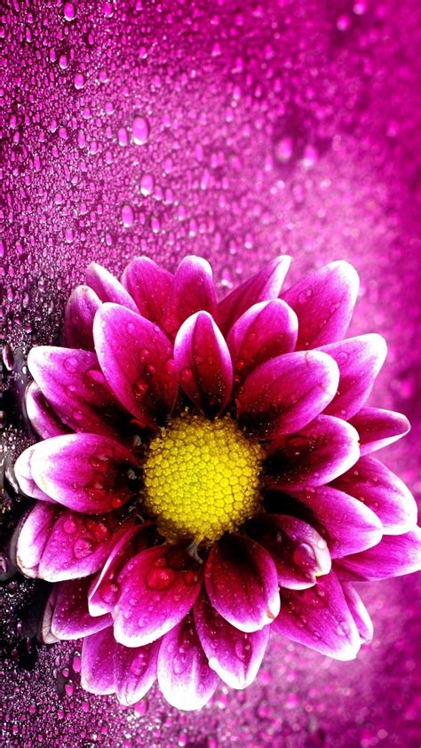 Pink Flower Background Iphone Idalias Salon