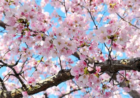 It comes from the same session as color blue. Cherry blossoms could be seriously damaged by upcoming ...