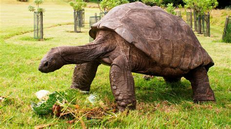 Giant Tortoise In South Atlantic Just Might Be Worlds Oldest