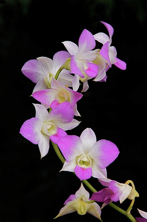 Orchids And The Dark Photograph By Byron Varvarigos Fine Art America