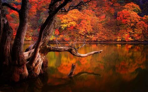 1920x1080px 1080p Free Download Autumn Lake Forest Fall South