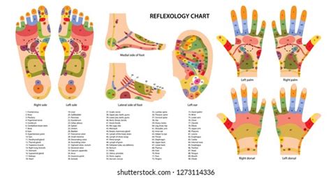 Chinese Foot Reflexology Chart A Visual Reference Of Charts Chart Master