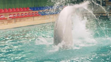 Beluga Whale Jumping And Diving In Swimming Pool On Performance In