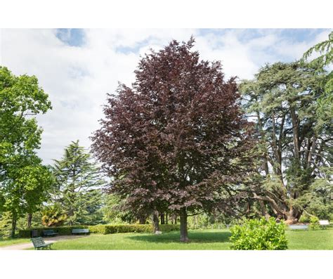 Fagus Sylvatica Purpurea