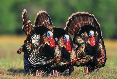 Three Turkeys Sean Fitzgerald Photography