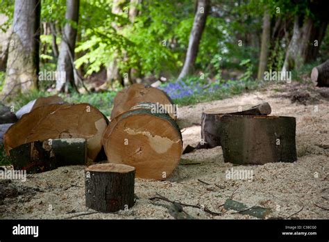 Forestry Commission Plantation Hi Res Stock Photography And Images Alamy