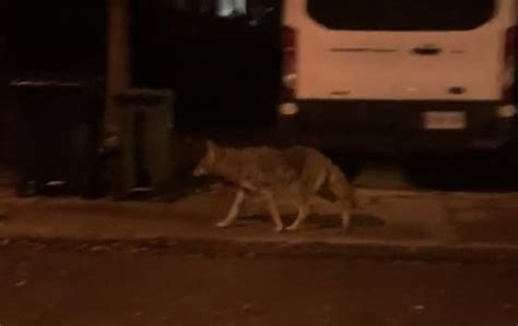 Major Coyote Problem Plaguing West End Toronto Neighbourhood Rtoronto