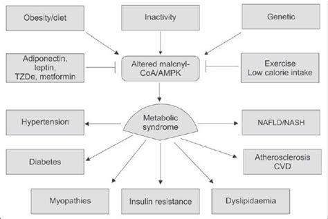 Possible Causes And The Clinical Complications Of Metabolic Syndrome