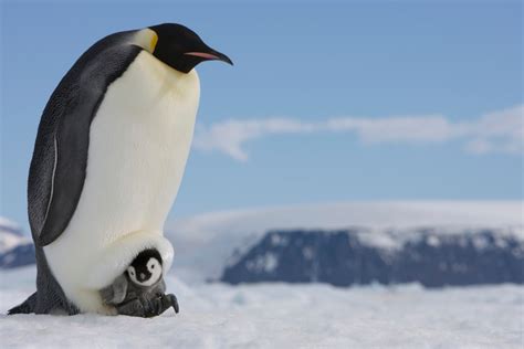 The Best Animal Dads Of All Time