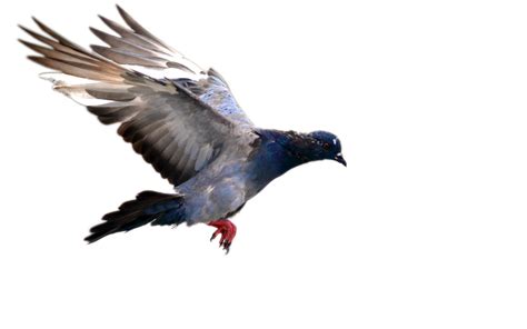 Domestic Columbidae Pigeon Png Image Png Mart