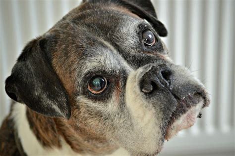 Tips For Caring For Senior Dogs Pet Problems Solved Boxer Dogs