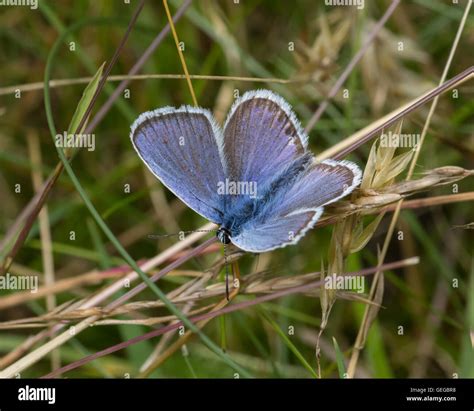 Silver Studded Blue Butterfly Prees Heath Whitchurch Shropshire