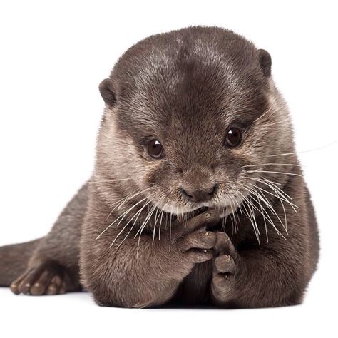 Otters Otters Cute Cute Animals Baby Animals