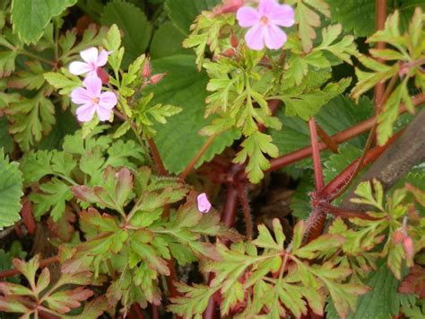 Invasive populations in parks and garden settings will increase landscape. Herb Robert - Geranium robertianum | HubPages