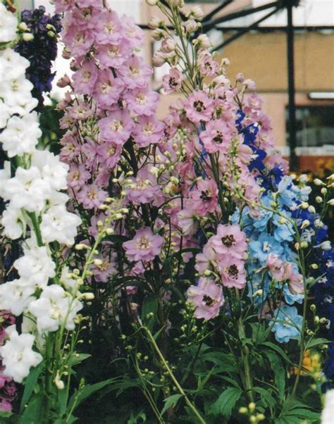 Check spelling or type a new query. DELPHINIUM (Larkspur) Zone 2-9 Sun to Part Shade 'Astolat ...