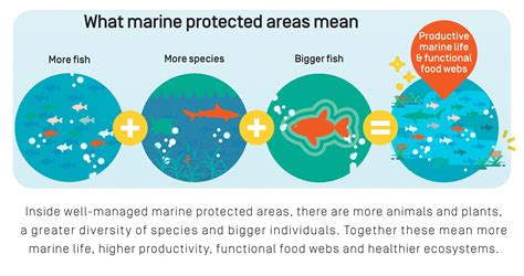 Marine Protected Area Infographic Save Our Seas Magazine