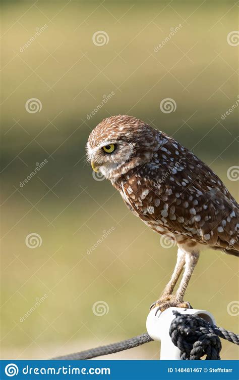 Adult Burrowing Owl Athene Cunicularia Perched Outside Its Burrow Stock